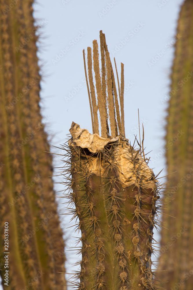 Stock-Foto Kaputter Kaktus | Adobe Stock
