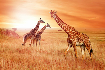 Wall Mural - giraffes in the african savannah at sunset. wild nature of africa.
