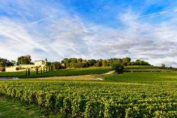 Wall Mural - Vineyards of Saint Emilion, Bordeaux Wineyards in France