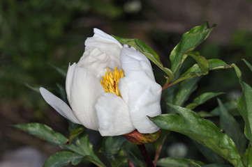 Paeonia clusii - Clusius's Peony, Crete