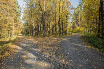 Two roads in the forest