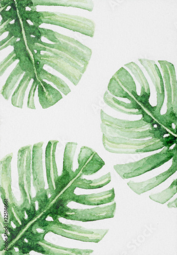 Foto-Gardine - Hand painted abstract watercolor leaves of monstera plant. (von Vladimir)