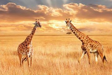 Fototapete - Giraffes in the African savannah. Wild nature of Africa. Artistic African image.