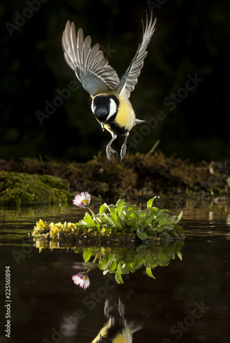 Great Tit Parus Major Garden Bird Flying And Reflected In The Water Buy This Stock Photo And Explore Similar Images At Adobe Stock Adobe Stock Great Tit Parus Major Garden Bird Flying And Reflected In The Water Buy This Stock Photo And Explore Similar Images At Adobe Stock Adobe Stock