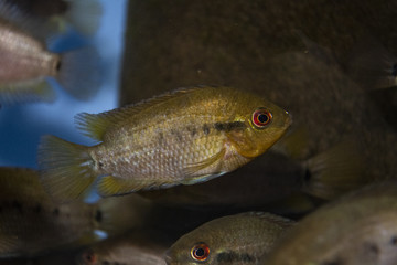 Wall Mural - Herotilapia multispinosa (Rainbow Cichlid) juvenile in freshwater tropical aquarium