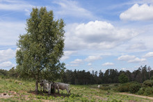 Cows Under A Tree