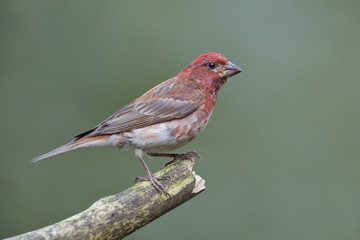 Wall Mural - Male House Finch perched on a dead branch