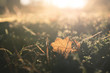 autumn leaf in the grass, backlight, blurred background