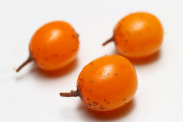 Poster - Three sea-buckthorns on a white background