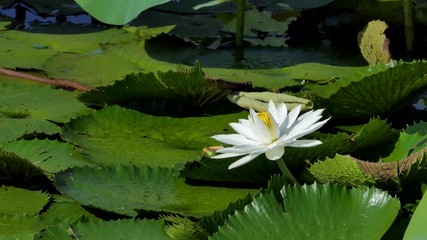 Wall Mural - White lotus flower in the peaceful pond.