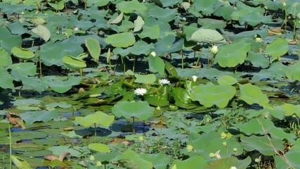 Wall Mural - Dolly shot of white lotus flower in the peaceful pond.