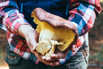 Poster - Woman with a huge mushroom russet in her hands