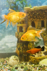 Wall Mural - Goldfish in freshwater aquarium with green beautiful planted tropical. fish in freshwater aquarium with green beautiful planted tropical. vertical photo