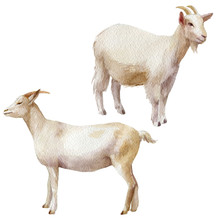 Watercolor Illustration, Set. Farm Animals, Goats.