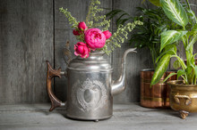 Pink Roses In Old Silver Kettle And Green Plants