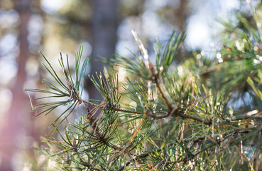 Wall Mural - Sunny coniferous forest and green pine needles