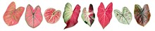 Tropical Caladium Plant Leaves Heart Shape Collection Set Isolated On White Background, Clipping Path Included