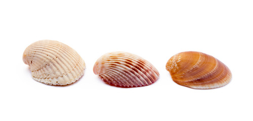 Wall Mural - Exotic sea shells isolated on white background