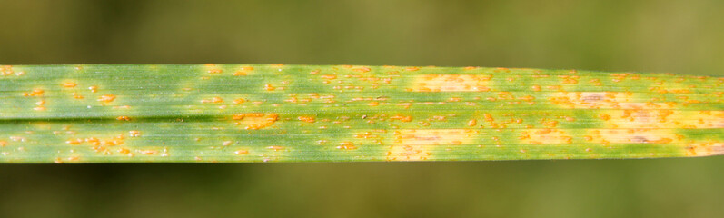 Symptoms of Wheat leaf rust caused by Puccinia rust fungus