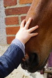 Fototapeta  - main d'un bébé carressant le museau d'un cheval