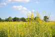 © khuruzero - sunn hemp field