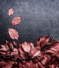 Autumn Background With Dark Red Leaves On Retro Black Background, Top View, Border. Fall Flat Lay Layout