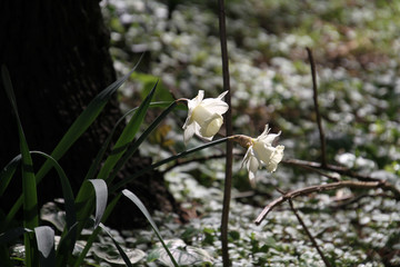 Two white flowers at the base of a tree