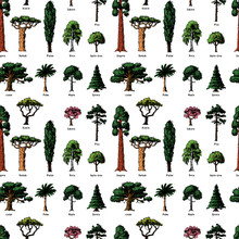 Vector Tree Sketch Hand Drawn Style Types Green Forest Pine Treetops Collection Of Birch, Cedar And Acacia Or Greenery Garden With Palm And Sakura Illustration Background