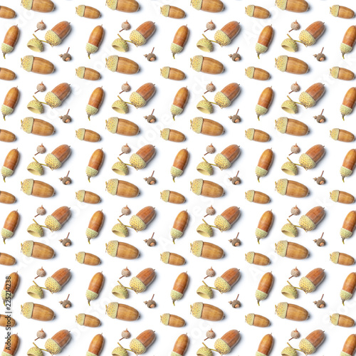 acorns of an oak on a white background