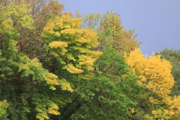 Sticker - colorful autumn foliage