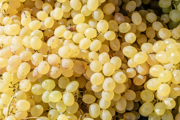 Bright natural sun on fresh grapes direct from the farm