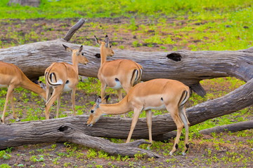 Tanzania. Antelopes impala in Mikumi park