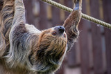 Fototapeta Zwierzęta - Two toed sloth crawling along some rope