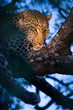 Calm leopard in tree