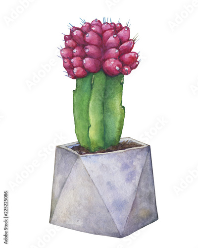 Red Grafted Moon Cactus In A Flower Pot Of Concrete Watercolor Red Grafted Moon Cactus In A Flower Pot Of Concrete Watercolor Hand Drawn Painting