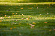 Fallen yellow leaves on trimmed green grass with beautiful tree shadows-background photo (Late summer – early autumn)