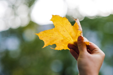 autumn leaf in hand