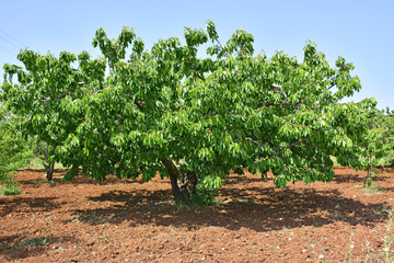 Poster - Cherry tree plantation