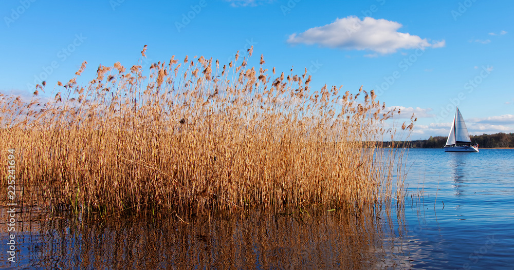A saling boat and reed on a lake - obrazy, fototapety, plakaty 