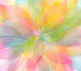 Colored leafs. Leaf texture pattern. Macro leaves background texture. Floral Design. Leaves. Rainbow colors. 