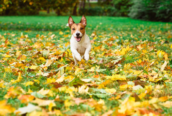 Wall Mural - Joy and fun with dog at fall (autumn) park at warm day