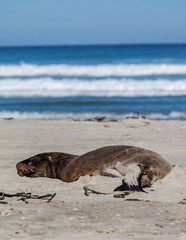 Brown sea lion resting on beach with rolling waves (2)