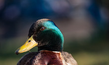 Portrait Of A Duck On A Nature Background Close-up