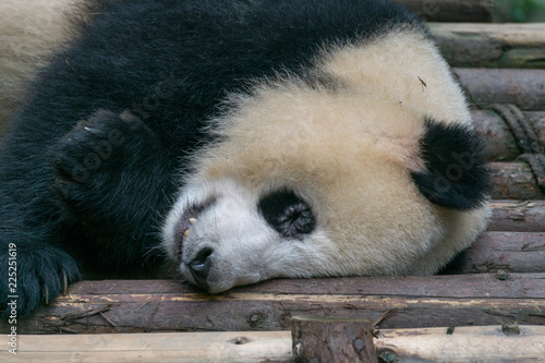 Fotografija  Giant Panda, Ailuropoda melanoleuca