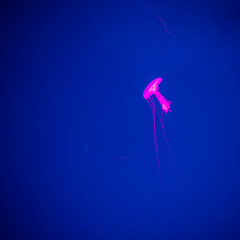 Close-up Jellyfish, Medusa in fish tank with neon light. Jellyfish is free-swimming marine coelenterate with a jellylike bell- or saucer-shaped body that is typically transparent.