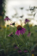 Echinacea, or coneflowers, in a midwest prairie meadow at sunset