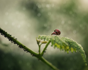 Two ladybugs mating on a leaf in the late afternoon