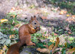 nature in autumn. red squirrel sitting in autumnal park with nut in paws