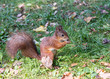 young red squirrel sitting on ground with fallen leaves and eating nut