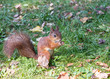 red squirrel with fluffy tail eats nut on green grass with fallen leaves